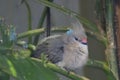 Blue-naped Mousebird, Urocolius macrourus, perched Royalty Free Stock Photo