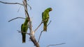 Blue-naped parrot perched on the tree branch Royalty Free Stock Photo