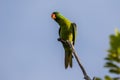 Blue-naped parrot perched on the tree branch Royalty Free Stock Photo