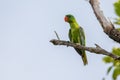 Blue-naped parrot perched on the tree branch Royalty Free Stock Photo