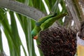 Blue-naped parrot perched on the tree branch Royalty Free Stock Photo