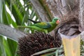 Blue-naped parrot perched on the tree branch Royalty Free Stock Photo