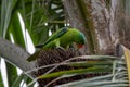 Blue-naped parrot perched on the tree branch Royalty Free Stock Photo