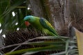 Blue-naped parrot perched on the tree branch Royalty Free Stock Photo