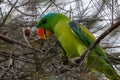 Blue-naped parrot perched on the tree branch Royalty Free Stock Photo