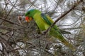 Blue-naped parrot perched on the tree branch Royalty Free Stock Photo