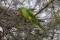 Blue-naped parrot perched on the tree branch Royalty Free Stock Photo