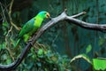 Blue-naped parrot