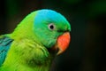 Blue-naped parrot, Tanygnathus lucionensis, detail portrait. Green bird in the tropic dorest, Philippines in Asia. Close-up photo