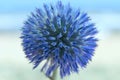 Blue Natural Background. Blue round Flower. Blue.