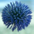 Blue Natural Background. Blue round Flower. Blue.