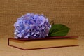 Blue natural hydrangea flower on closed book with red covers on burlap beige cloth