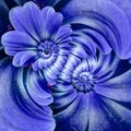 Blue navy camomile daisy flower double spiral petals abstract fractal effect pattern background. Floral spiral abstract pattern