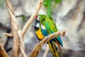 blue nd-yellow macaw and Green-winged macaw Royalty Free Stock Photo