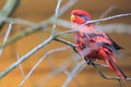 Blue-necked lory