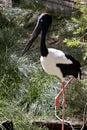 Blue necked Stork