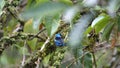 Blue-necked tanager eating fruit