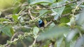 Blue-necked tanager eating fruit