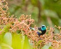 A Blue-necked Tanager with fruits