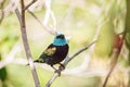 Blue necked tanager Tangara cyanicoilis