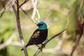 Blue necked tanager Tangara cyanicoilis