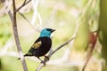 Blue necked tanager Tangara cyanicoilis