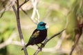 Blue necked tanager Tangara cyanicoilis