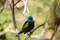 Blue necked tanager Tangara cyanicoilis