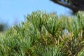 Blue-needled Japanise White Pine Royalty Free Stock Photo