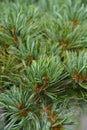 Blue-needled Japanise White Pine Royalty Free Stock Photo