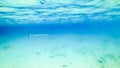 Bluw needlefish in blue water