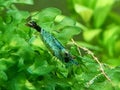 Blue Neocaridina on pelea moss Royalty Free Stock Photo