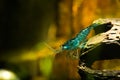 Blue neocaridina shrimp on cholla