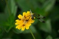 A blue net-winged insect sitting on a   Cosmos flower Royalty Free Stock Photo