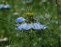 Blue Nigella Damascena