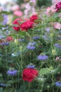 Blue nigella and red roses Royalty Free Stock Photo