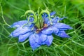 Blue nigella flower blossom Royalty Free Stock Photo