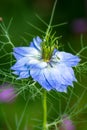 Blue nigella flower blossom Royalty Free Stock Photo