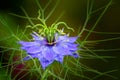 Blue nigella flower blossom Royalty Free Stock Photo