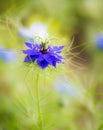 Blue nigella flower blossom Royalty Free Stock Photo