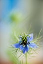 Blue nigella flower