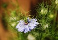 Blue Nigella Flower