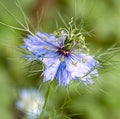 blue nigella Royalty Free Stock Photo