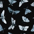 Blue night butterfly, indigo butterfly seamless pattern, wild insects, watercolor vintage illustration Royalty Free Stock Photo