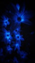 Blue night flower dark .