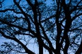 Blue night sky light from bellow and through the Tilia tree silhouettes Royalty Free Stock Photo
