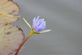 Blue Nile Water Lily Royalty Free Stock Photo