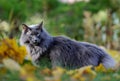 Blue norwegian forest cat female in garden in autumn Royalty Free Stock Photo