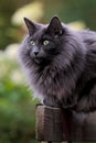 Blue norwegian forest cat female sitting and staring Royalty Free Stock Photo