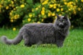 Norwegian forest cat female with yellow flowers on the background Royalty Free Stock Photo